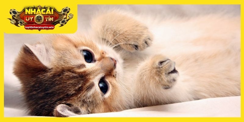 Mơ thấy mèo với nhiều ý nghĩa trong cuộc sống